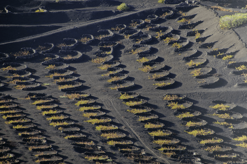 vignes lanzarote vin des volcans vignes lanzarote vin des volcans
