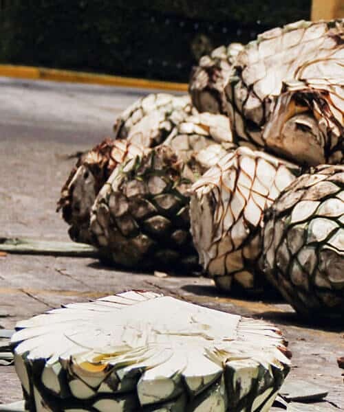 tequila coeur agave