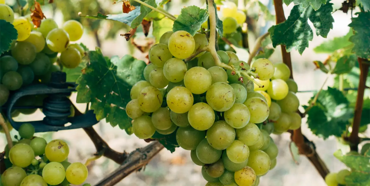 raisin blanc vin sans sulfites