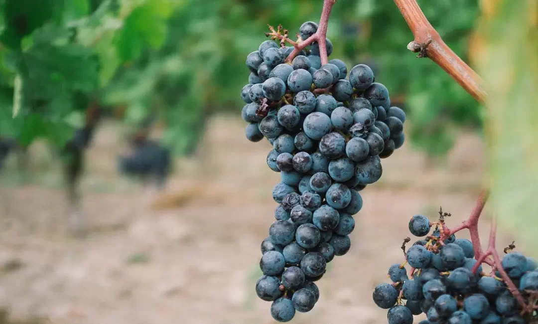 Cabernet Franc : Devenez un expert sur ce cépage noir !