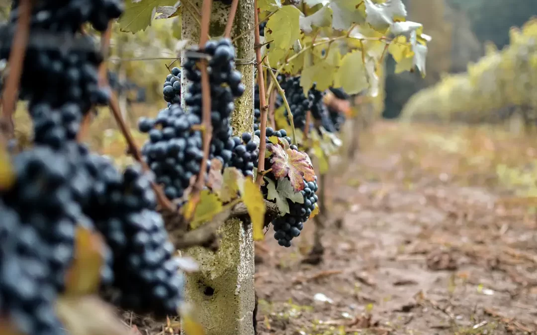 Petit Verdot : Un cépage qui fait le tour du monde !