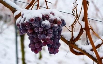 Vin de glace : découvrez ce vin d’exception !