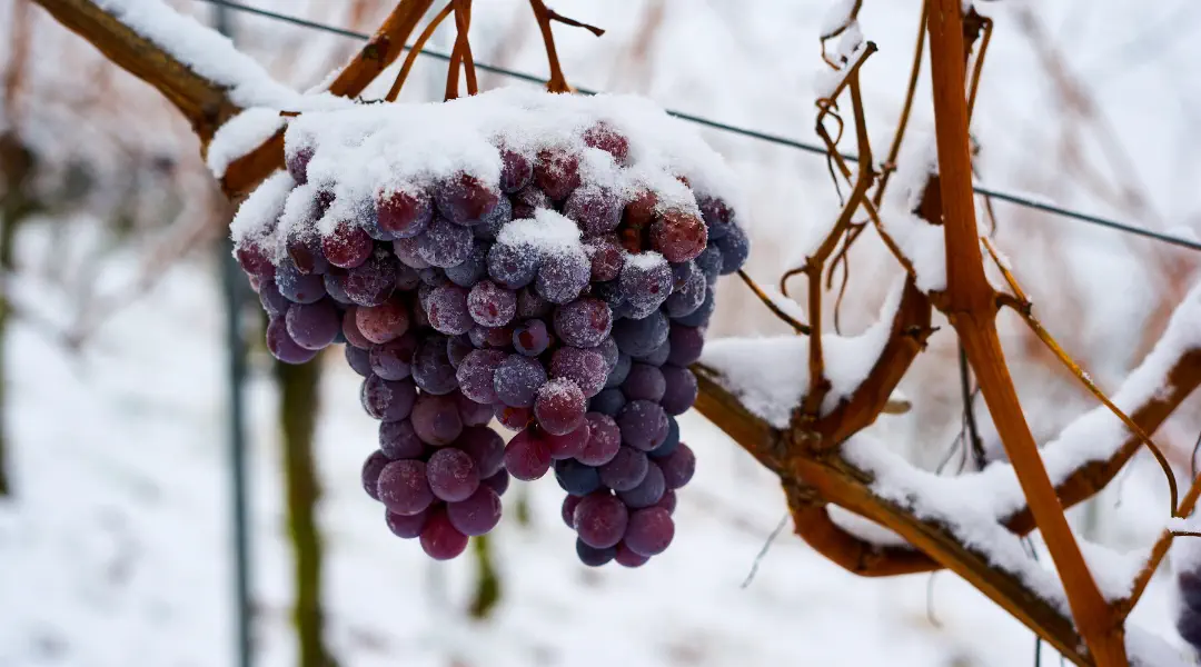 Vin de glace : découvrez ce vin d’exception !