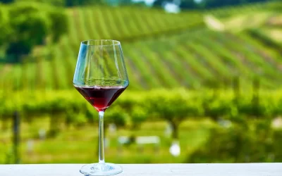 Vin rouge léger et fruité : Guide pour bien le choisir !
