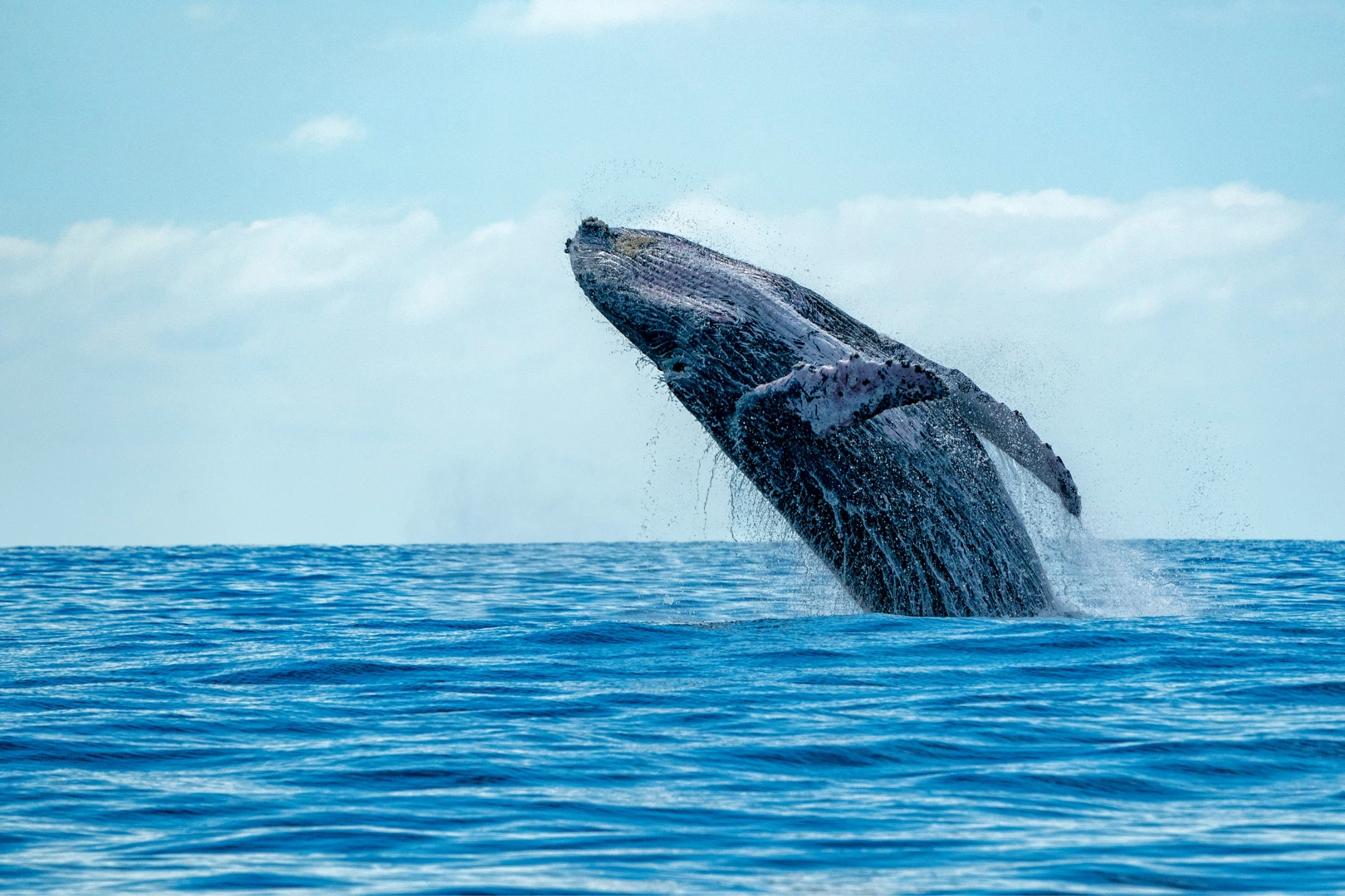 observer baleines grises basse californie
